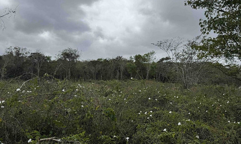 Rancho Ganadero Y Ag...