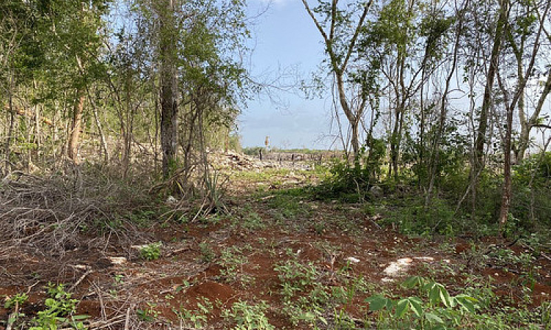 Rancho  Agrícola En ...