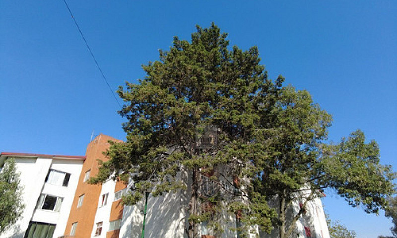 Vista Y Oxígeno De R...