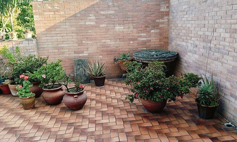 El Rosedal  Coyoacan...