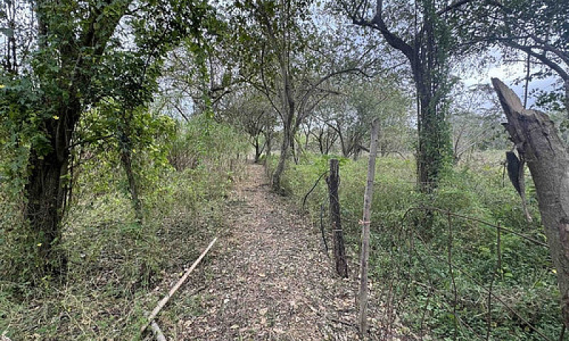 Rancho Ganadero Y Ag...