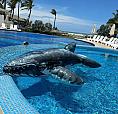 Departamento Con Club De Playa Privado En Zona Diamante Acapulco - Auriga Pb